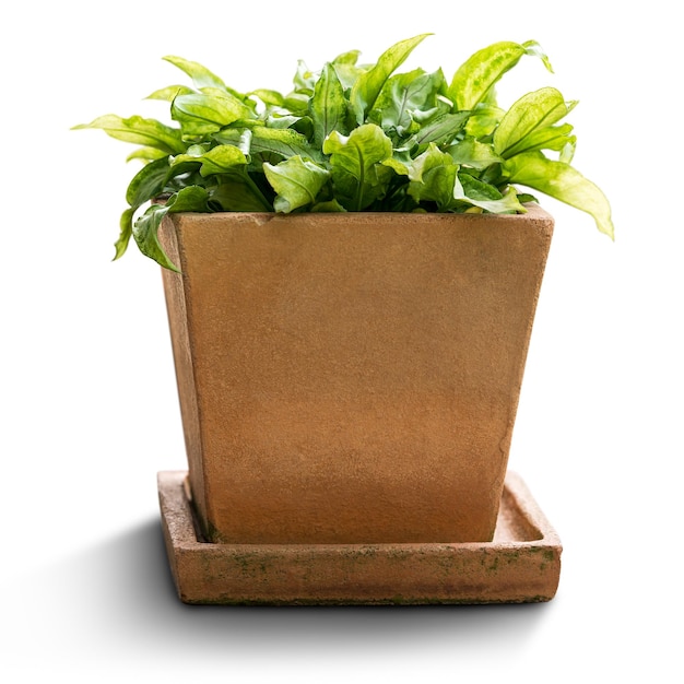 Photo houseplant isolated