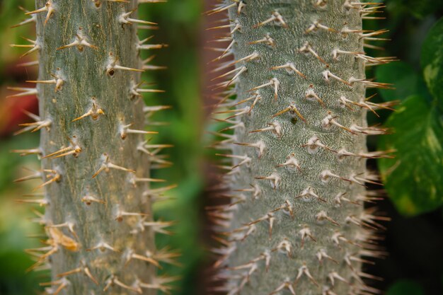 観葉植物 長い茎の形をした大きなとげのあるサボテン 自然な背景 抽象的なテクスチャ