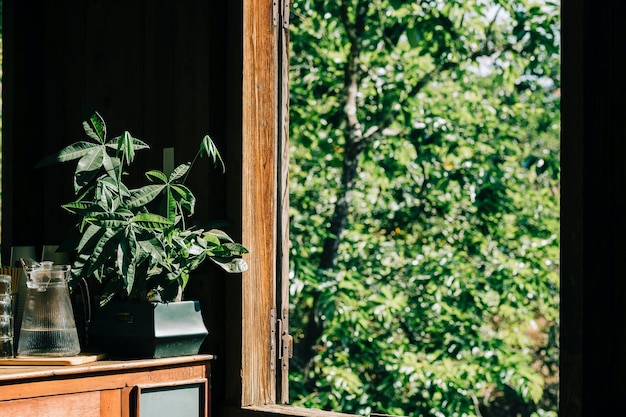 Photo a houseplant near window