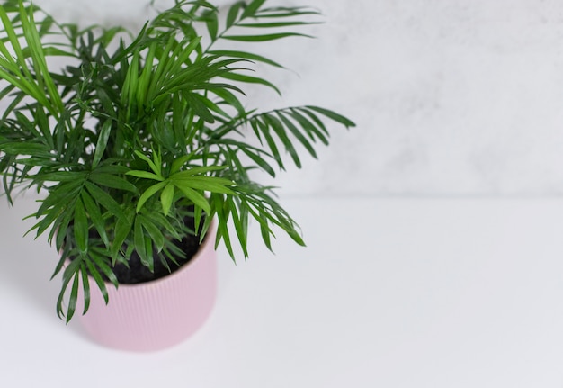 Houseplant palm Chamaedorea in a pink flower pot on a white background, top view, copy space. Home decor concept.