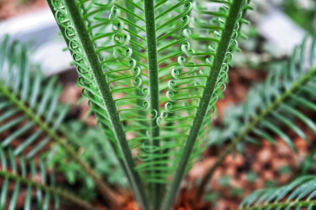 Фото Комнатное растение пальмовое. молодые элегантные зеленые листья внутренних пальм в помещении. тропические растения и деревья.