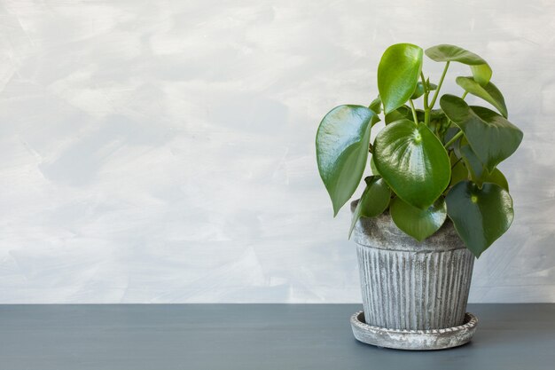 Houseplant peperomia in a flowerpot