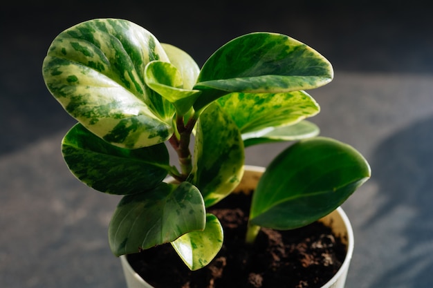 houseplant peperomia obtusifolia green gold in pot foliage nature background close up