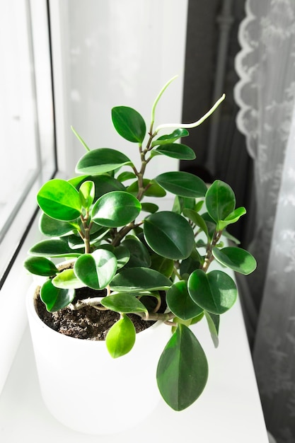 Houseplant peperomia in a white pot stands on the windowsill in the house Growing flowering plants