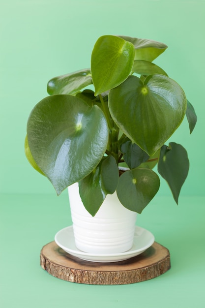 흰색 냄비에 관엽 식물 peperomia