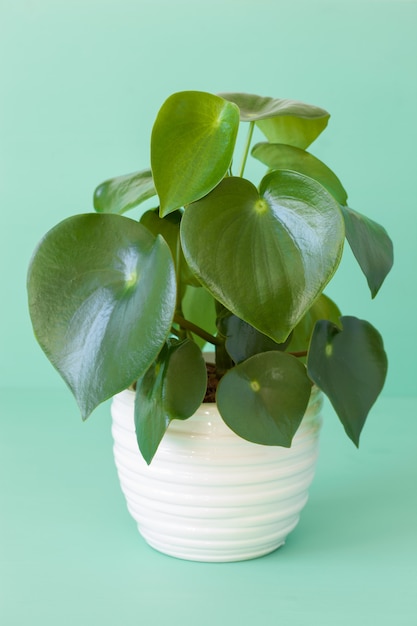 흰색 냄비에 관엽 식물 peperomia