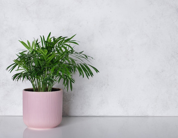 Houseplant in pink flowerpot on a white table near the bright white walls. palm tree Chamaedorea. copy space.