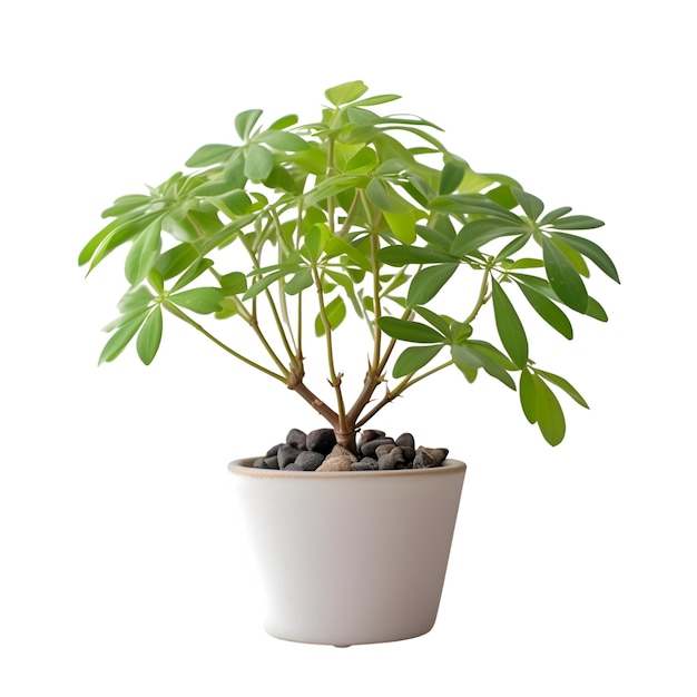 Комнатное растение в горшке на белом фоне с обтравочной дорожкой