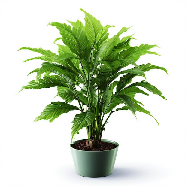 Photo houseplant in a pot isolated on white background