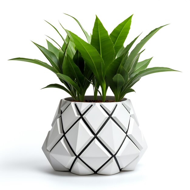 Houseplant in pot isolated on white background