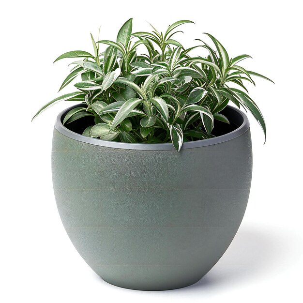 Houseplant in pot isolated on a white background