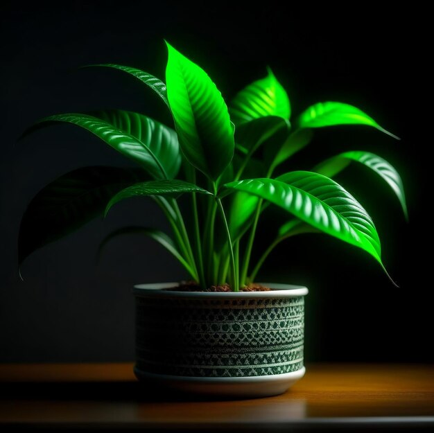 Houseplant in a pot with flowering foliage on a minimal background