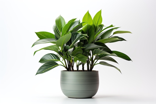 Houseplant potted isolated on white background