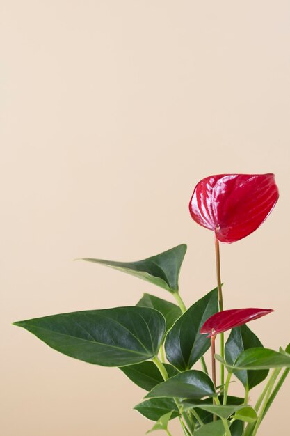 Комнатное растение красный Anthurium andreanum на бежевом фоне.