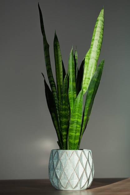 Houseplant Sansevieria green in blue pot indoors