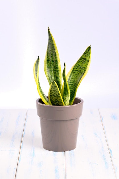 Pianta d'appartamento sansevieria laurentii nel vaso su fondo bianco