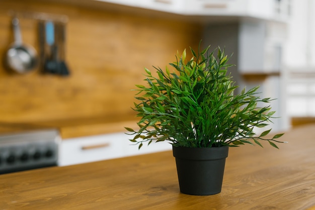 Houseplant in the Scandinavian-style kitchen interior