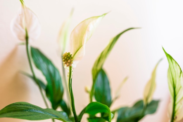 관엽 식물-Spathiphyllum floribundum (Peace Lily). 녹색 잎의 배경에 흰 꽃