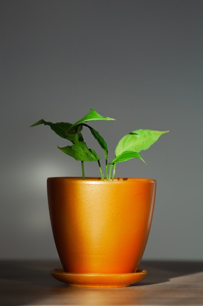 Houseplant spathiphyllum plant in ceramic pot indoors