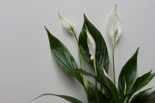 Houseplant spathiphyllum with white blossom flowers on the grey background