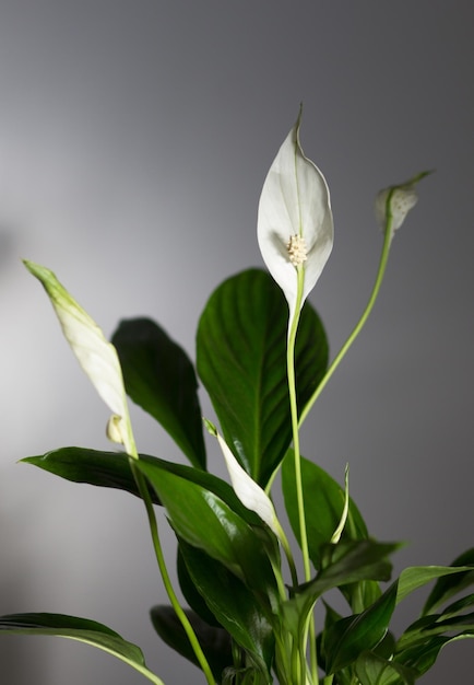 屋内に白い花の花を持つ観葉植物のスパティフィラム