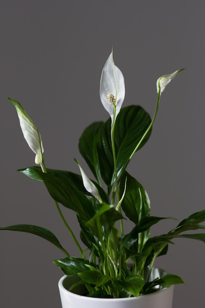 屋内に白い花の花を持つ観葉植物のスパティフィラム