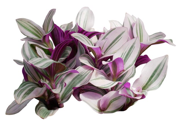 흰색 바탕에 Tradescantia Nanouk 식물의 다양한 잎이 있는 관엽 식물