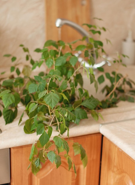 A houseplant with green leaves stands in the kitchen sink for dishes with a blurred background