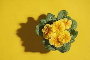 Photo houseplant yellow primrose in a pot on a yellow background with hard shadow and copy space