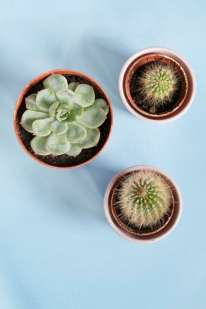 Houseplants on blue background