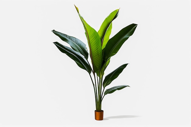 세라믹 냄비에 표시되는 실내 식물 격리된 배경 자연 개념 열대 잎 Ai 생성