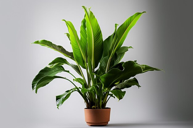 Photo houseplants displayed in ceramic pot isolated background nature concept tropical leaf ai generated