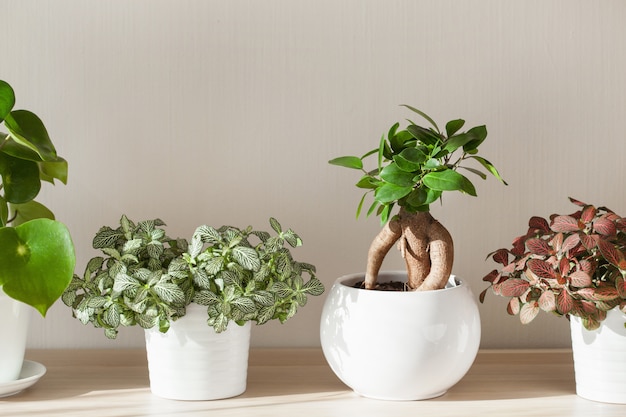 Houseplants ficus microcarpa ginseng  and fittonia in white flowerpot