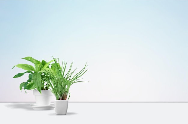 Photo houseplants in flowerpots on a table near bright blue wall image