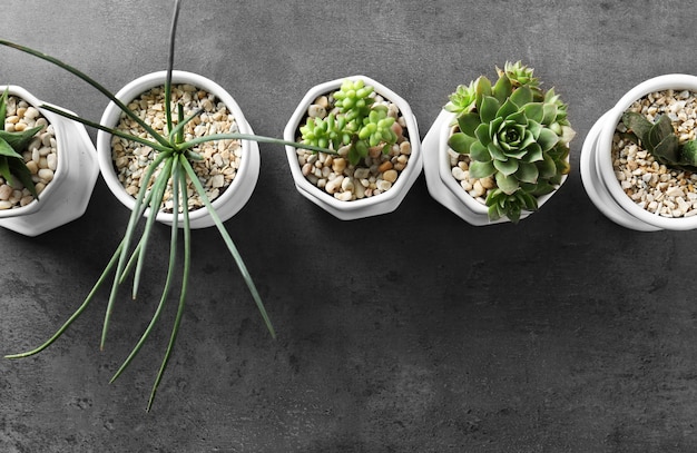 Houseplants on grey background