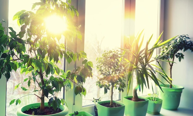 Houseplants leaves and flowers in pots by the window transplanting plants