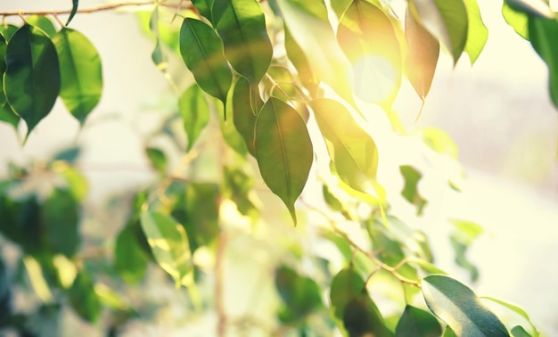 Houseplants leaves and flowers in pots by the window transplanting plants