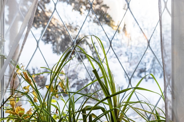 Houseplants near window of country house in winter