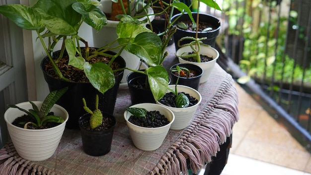 Houseplants in pot in outdoor with table