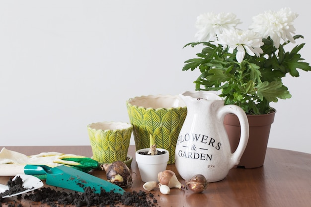 Houseplants in a pot on the table