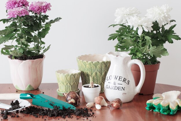 Houseplants in a pot on the table