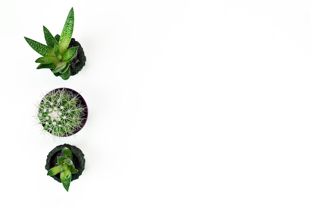 Houseplants in pots isolated on white