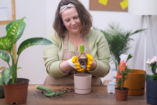 春の観葉植物ヒヤシンスの球根を大きな鉢に植えるホームガーデニング趣味のコンセプト