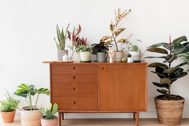 Photo houseplants on a wooden cabinet