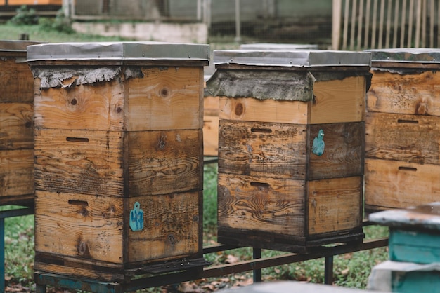 ミツバチの家、木製の蜂の巣