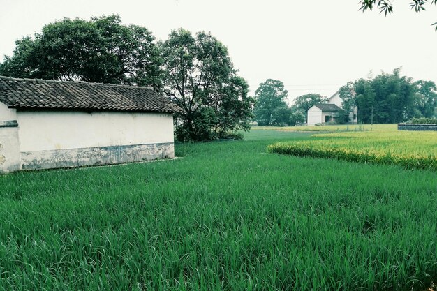 Houses by grassy field against sky