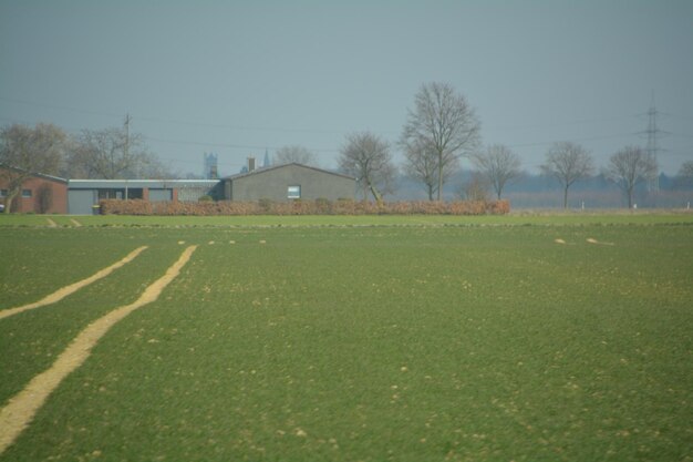 Houses on grassy field against clear sky