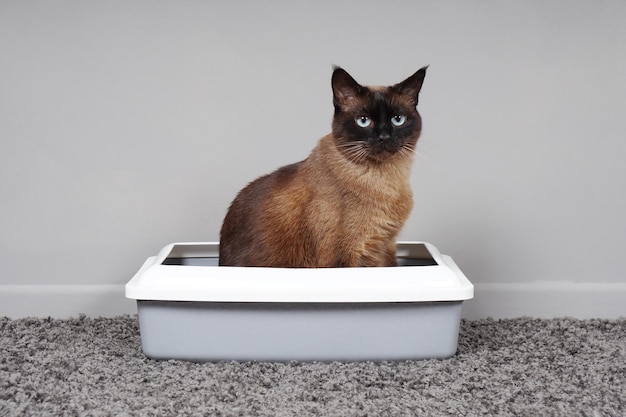 Photo housetrained cat sitting in cat toilet or litter box