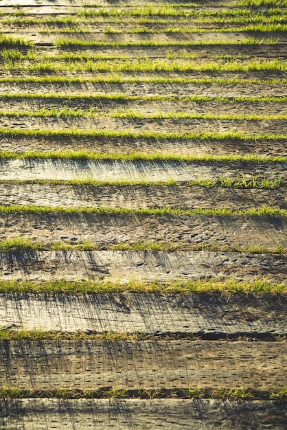 Hout en gras in de zon