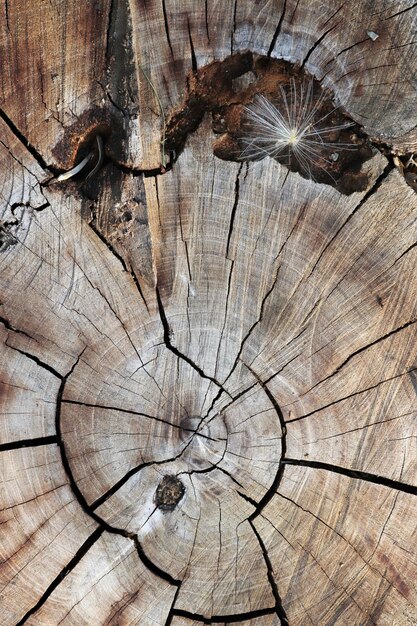 Foto hout gesneden achtergrond textuur abstract